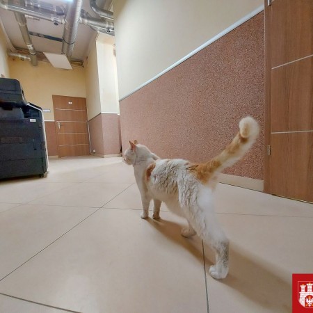 kot chodzi po korytarzu urzędu