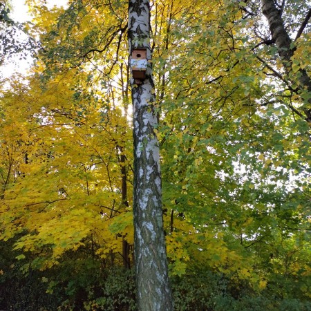 budka dla ptaków zamontowany na drzewie