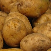 Plakat Kartoflady