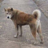 Zdjęcie znalezionego psa
