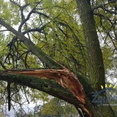 Zdjęcie połamanego drzewa