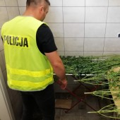 Policjant i ścięte rośliny - fot. Komenda Powiatowa Policji w Zgierzu