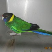 zdjęcie odłowionej papugi
