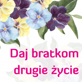 grafika