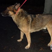 Zdjęcie odłowionego psa