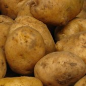 Plakat Kartoflady