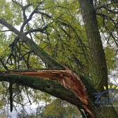 Zdjęcie połamanego drzewa