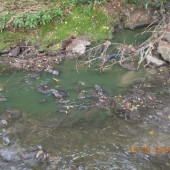 Zielona woda w rzece - fot. Straż Miejska w Zgierzu
