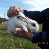 Złapany królik - fot. Straż Miejska w Zgierzu