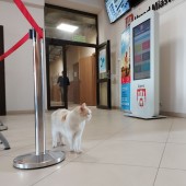 kot w holu urzędu