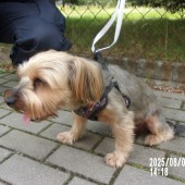 Zdjęcie odłowionego psa