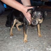 Zdjęcie odłowionego psa