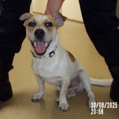 Zdjęcie odłowionego psa