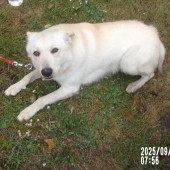 Zdjęcie odłowionego psa