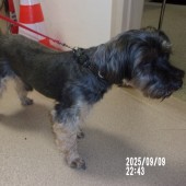 Zdjęcie odłowionego psa