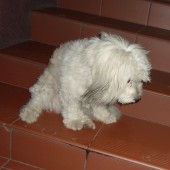 Zdjęcie odłowionego psa