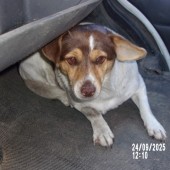 Zdjęcie odłowionego psa