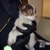 Zdjęcie odłowionego psa