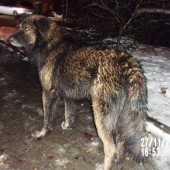 Zdjęcie odłowionego psa