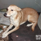 Zdjęcie odłowionego psa