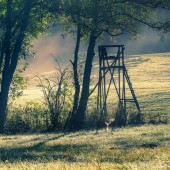 teren łowiecki - fot. pixabay.com (domena publiczna)