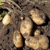 ziemniaki w ziemi - fot. pixabay.com (domena publiczna)