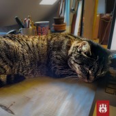 kotka Tośka śpi na biurku
