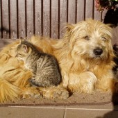 pies i kot przytulają się - fot. www.freeimages.com (domena publiczna)